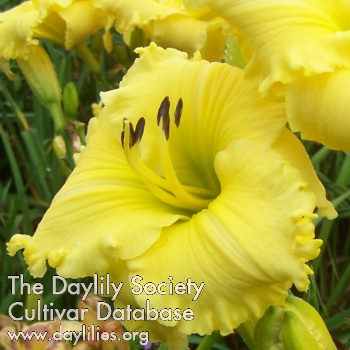 Daylily His Sister Pam